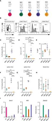 Clonal relationships of memory B cell subsets in autoimmune mice